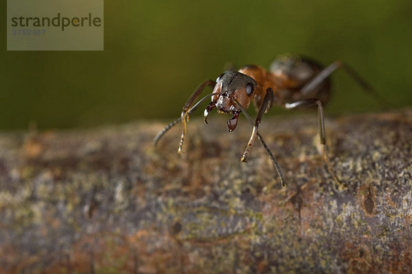 Rote Waldameise (Formica rufa)