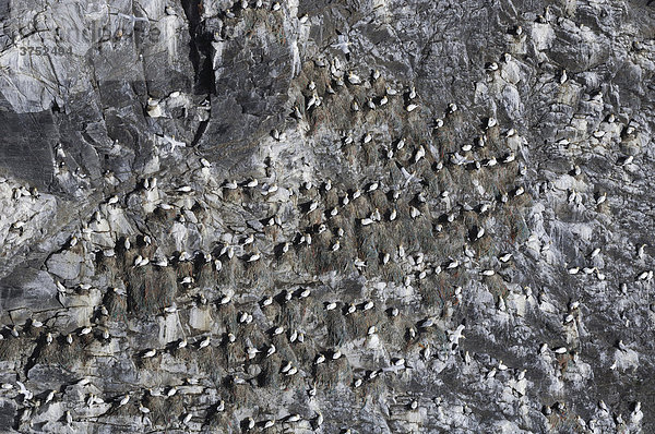 Kolonie von Basstölpeln (Morus bassanus) auf der Vogelinsel Runde  Goksöyr  Norwegen