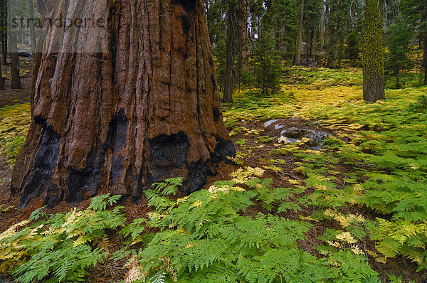 Stamm vom Mammutbaum  Riesenmammutbaum (Sequoiadendron giganteum)  Riesensequoia  im Wald mit dichtem Farnbewuchs am Waldboden  Sequoia Nationalpark  Kalifornien  USA