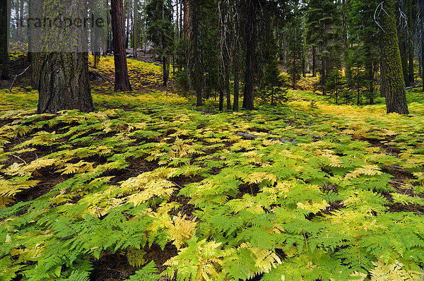 Dichter Farnbewuchs am Waldboden  Sequoia Nationalpark  Kalifornien  USA  Nordamerika