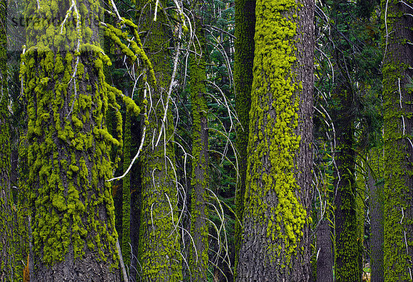 Baumstämme  Rottanne mit Moosbewuchs im Sequoia Nationalpark  Kalifornien  USA  Nordamerika