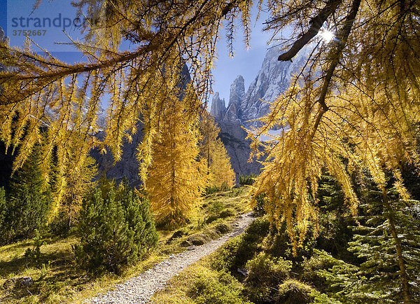 Herbstlich gelbe Lärchen (Larix) am Wanderweg im Fischleintal  Sextener Dolomiten  Südtirol  Italien