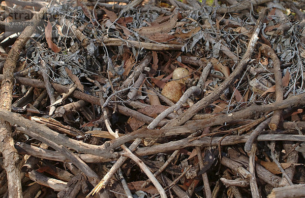 Eagle's nest (Aquila)  Alice Springs Desert Park  Northern Territory  Australia