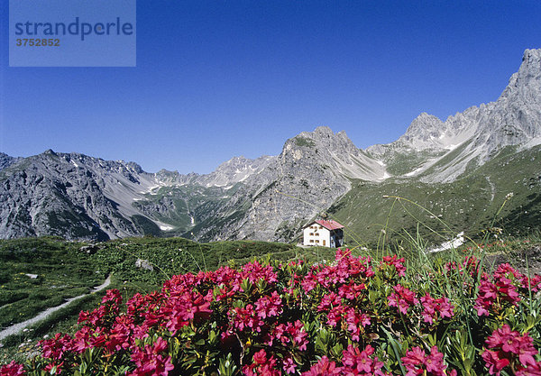 Steinseehütte und rot blühende Almrosen (Rhododendron)  Lechtaler Alpen  Tirol  Österreich  Europa