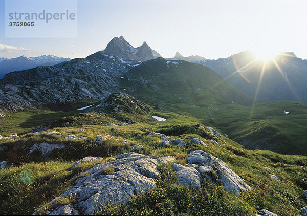 Bergwiese  Lechtaler Alpen  Tirol  Österreich  Europa