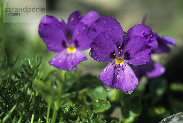 Gewöhnliches Stiefmütterchen  Wildes Stiefmütterchen (Viola tricolor)  lila Veilchen blühend