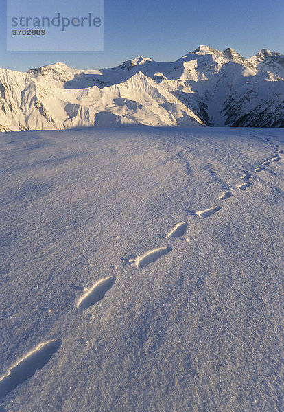 Spur im Schnee  Tuxer Alpen  Tirol  Österreich  Europa