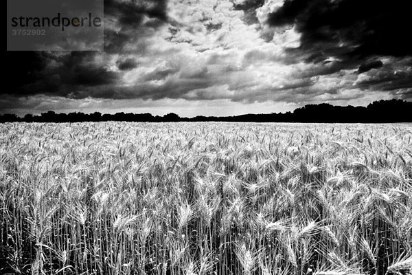Erntereifes Weizenfeld  Getreidefeld  mit dramatischer Wolkenstimmung  Gewitterhimmel  verfremdet  schwarzweiss
