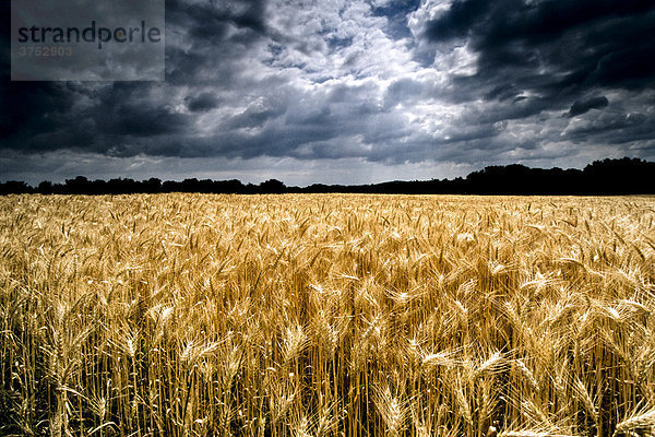 Erntereifes Weizenfeld  Getreidefeld  mit dramatischer Wolkenstimmung  Gewitterhimmel