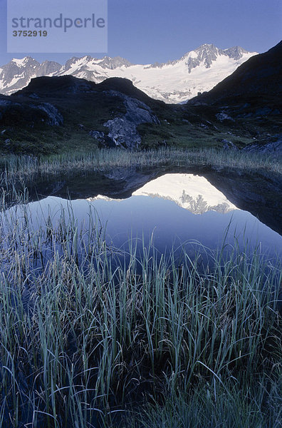 Schilf und hohe Grashalme vor dem Schwarzsee  Zillertaler Alpen  Tirol  Österreich  Europa