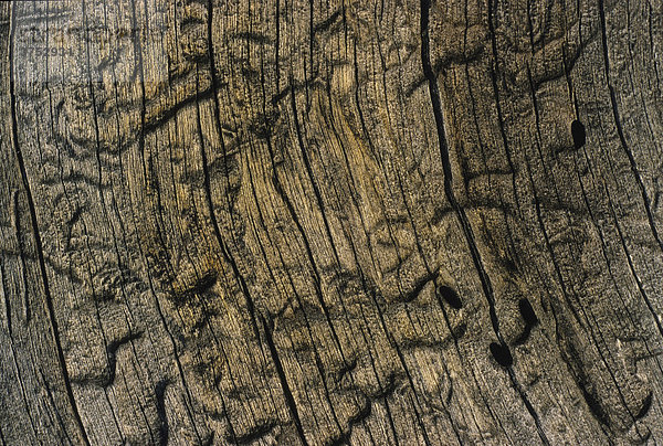 Verwitterte Strukturen mit Spuren  Gänge von Holzwürmern auf einer Holzoberfläche