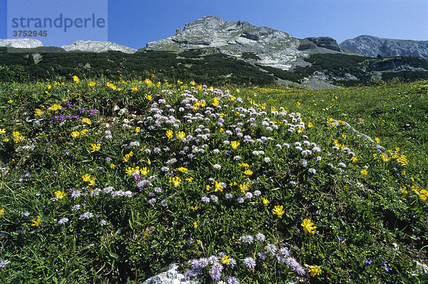 Blumenwiese im Rofangebirge  Brandenberger Alpen  Tirol  Österreich  Europa