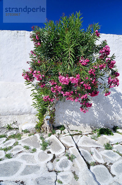 Oleander on a white wall  Cyclades  Greece  Europe