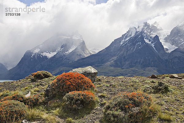 Rote Polsterpflanze (Anarthrophyllum desideratum) und dahinter die Berge der Torres del Paine  Torres del Paine Nationalpark  Patagonien  Chile  Südamerika