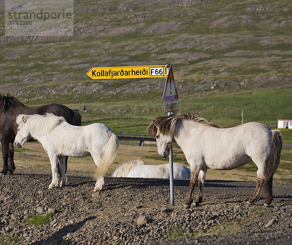 Islandpferde reiben sich an einem Wegweiser  Westfjorde  Island