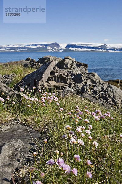 Grasnelken (Armeria) und bizarre Felsformationen an der Küste  Westfjorde  Island