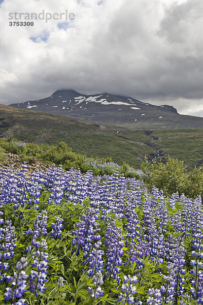 Lupinien (Lupinus)  Island