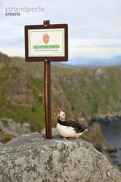 Papageitaucher (Fratercula arctica) neben Schild mit Afschrift Naturschutzgebiet  Runde  M¯re og Romsdal  Norwegen