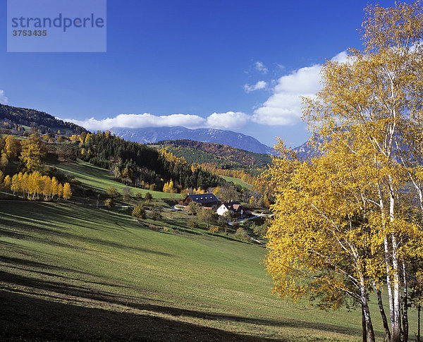 Herbstliche Birken ein Bauernhof und hinten die Rax  Niederösterreich  Österreich