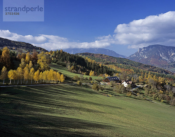 Herbstliche Birken ein Bauernhof und hinten die Rax  Niederösterreich  Österreich