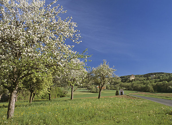 Blühende Obstbäume und Burg Neuberg  bei Hartberg  Steiermark  Österreich