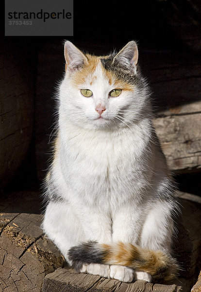 Katze auf einem Holzstoß  Ramsau  Steiermark  Österreich