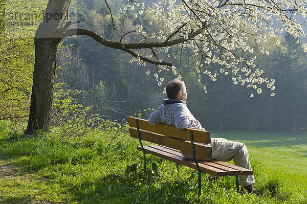 Mann sitzt auf Bank unter blühendem Obstbaum  Region Bucklige Welt  Niederösterreich  Österreich  Europa