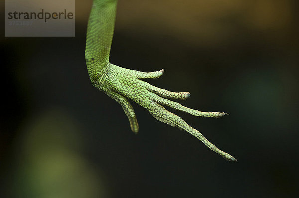 Stirnlappenbasilisk (Basiliscus plumifrons)  Zehen