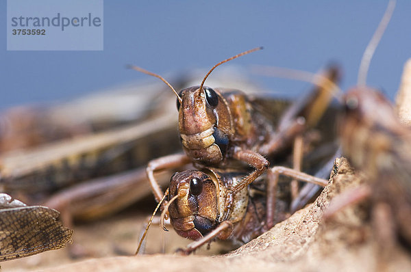 Wanderheuschrecken (Locusta migratoria)