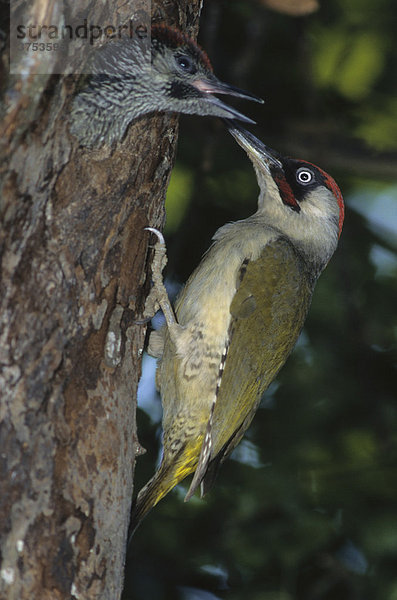 Green Woodpecker (Picus viridis)  male feeding young