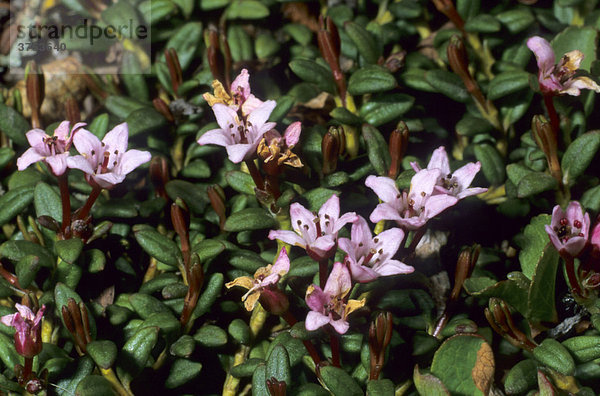 Gemsheide  Alpenazalee (Loiseleuria procumbens) Fam. Heidekrautgewächse