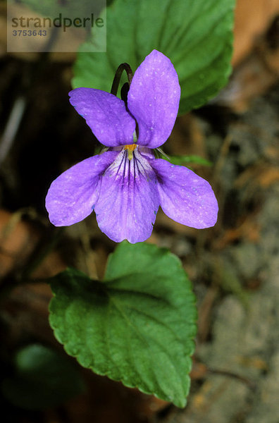 Waldveilchen (Viola reichenbachiana)  Fam. Veilchengewächse