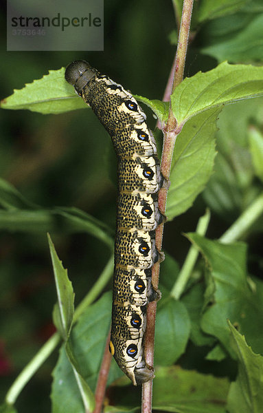 Nachtkerzenschwärmer (Proserpinus proserpina)  Fam. Schwärmer  Raupe frisst an Berg-Weidenröschen (Epilobium montanum)