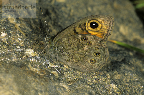 Rispenfalter (Lasiommata maera)  Männchen  Flügelaußenseite