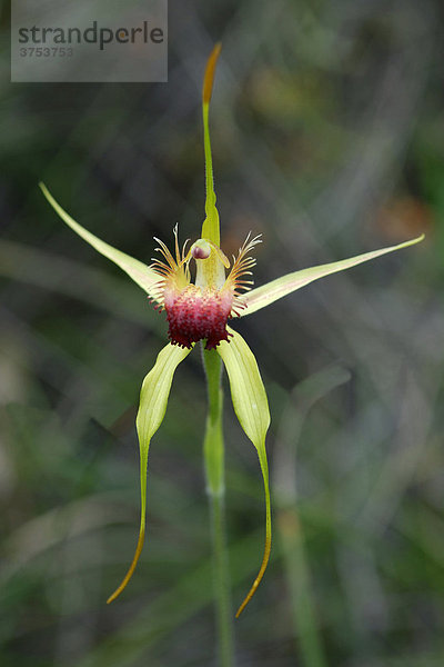 Scott River Spinnenorchidee (Caladenia thinicola)  Westaustralien  Australien