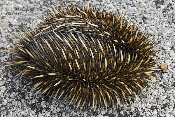 Zusammengerollter Kurzschnabeligel  auch Kurzschnabel-Ameisenigel (Tachyglossus aculeatus)  Australien