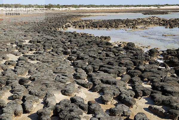 Stromatolithen-Formation  Hamlin Pool Marine Nature Reserve  Western Australia  Australien