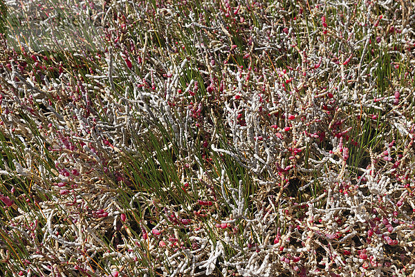 Salzwiesen-Vegetation mit Pflanzen der Gattung Sarcocornia  Port Gregory  Western Australia  Australien