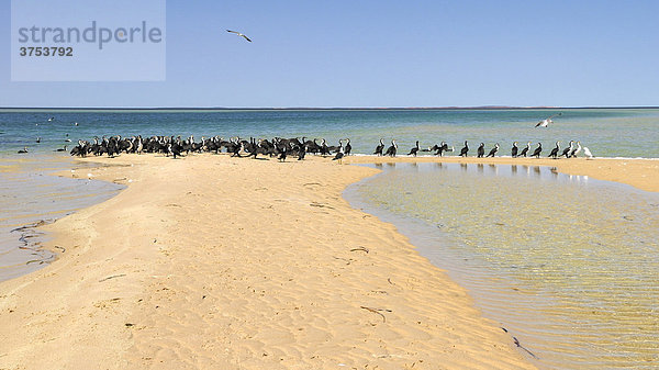 Kolonie von Kormoranen (Phalacrocorax) am Strand  Monkey Mia  Shark Bay  Western Australia  Australien