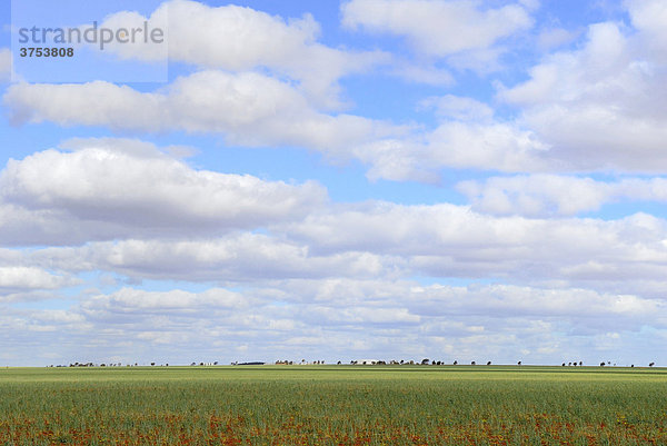 Weite Farmlandschaft unter Wolken bei Geraldton  Western Australia  Australien