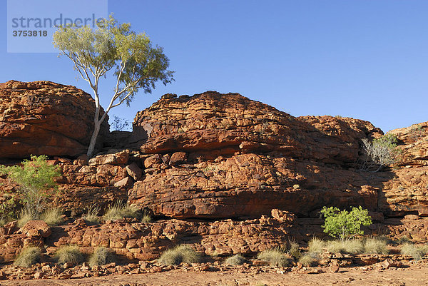 Felsformation am Kings Canyon Rimwalk  Northern Territory  Australien