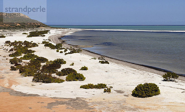 Shell Beach  Shark Bay World Heritage Area  Western Australia  Australia