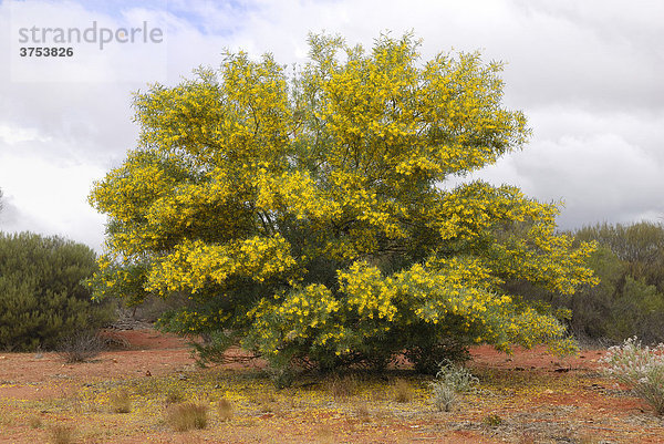 Mimose  Wattle  Acacia  Geraldton  Western Australia  Australien