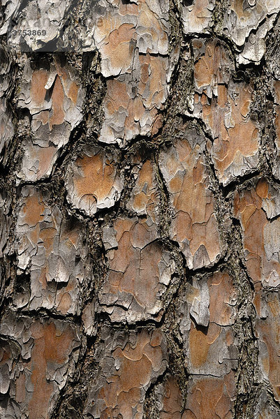 Pine (Pinus silvestris)  bark surface structure  Botanischer Garten  Botanic Garden  Munich  Germany  Europe