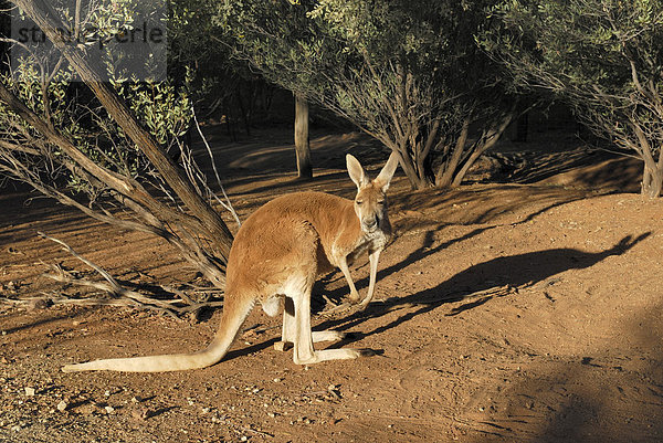 Rotes Riesenkänguru (Macropus rufus)  Desert Park  Alice Springs  Northern Territory  Australien