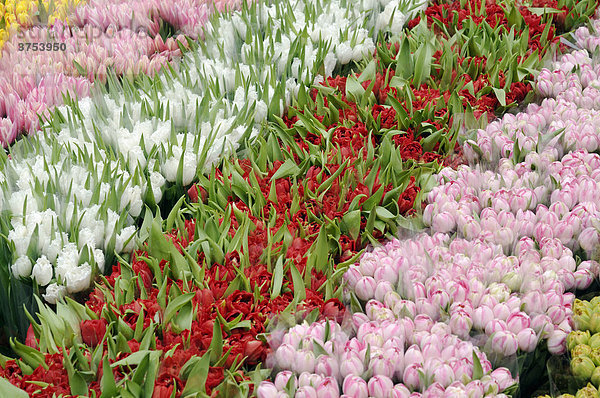 Blumenmarkt  Schnittblumen: verschiedene Tulpen (Tulipa) rosa  rot weiß und gelb