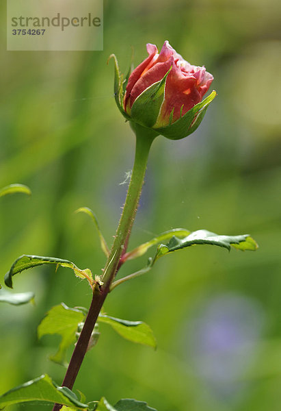 Rose (Rosa)