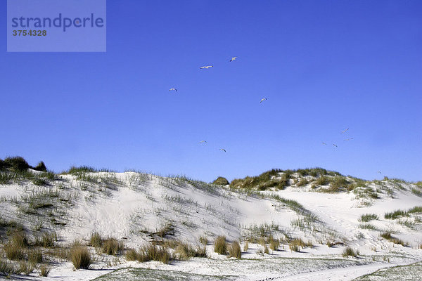 Möwen fliegen über Dünen auf der Nordsee-Insel Amrum im Naturschutzgebiet Amrum Odde - Wanderdünen - Insel Amrum  Kreis Nordfriesland  Schleswig-Holstein  Nordsee  Wattenmeer  Deutschland  Europa