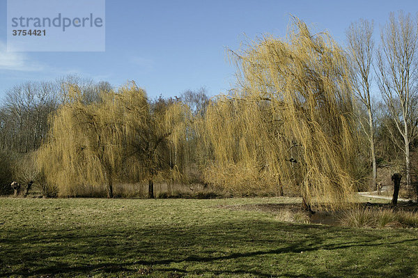 Landschaft an der Erft am Niederrhein im Winter  Neuss  Nordrhein-Westfalen  Deutschland