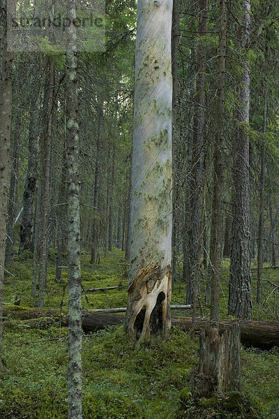Kelo  Kiefernwald (Pinus)  Pyhä-Häkki National Park  Finnland
